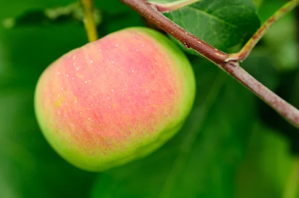 Äpple på trädgren — Stockfoto