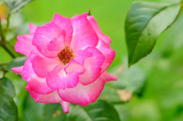 Красивая розовая роза — стоковое фото