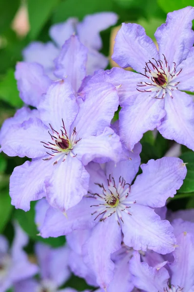 Licht paarse clematis bloemen — Stockfoto
