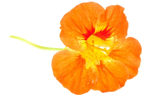 Oranje nasturtium bloem — Stockfoto