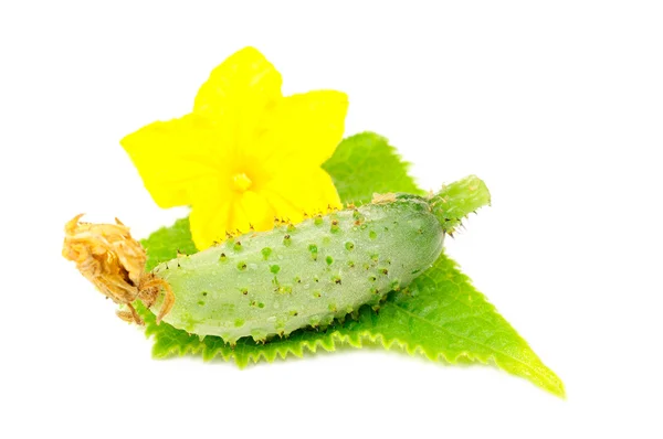 Little Green Cucumber with Leaf and Flower — Stock Photo, Image
