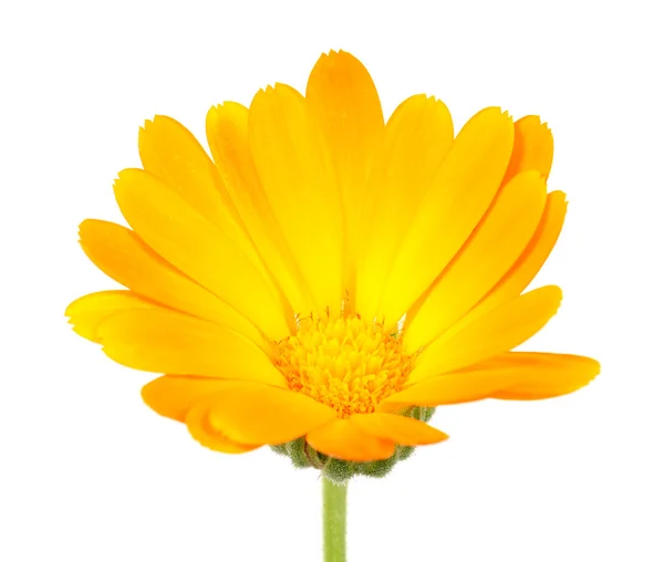 Calêndula (Calêndula) Flor — Fotografia de Stock