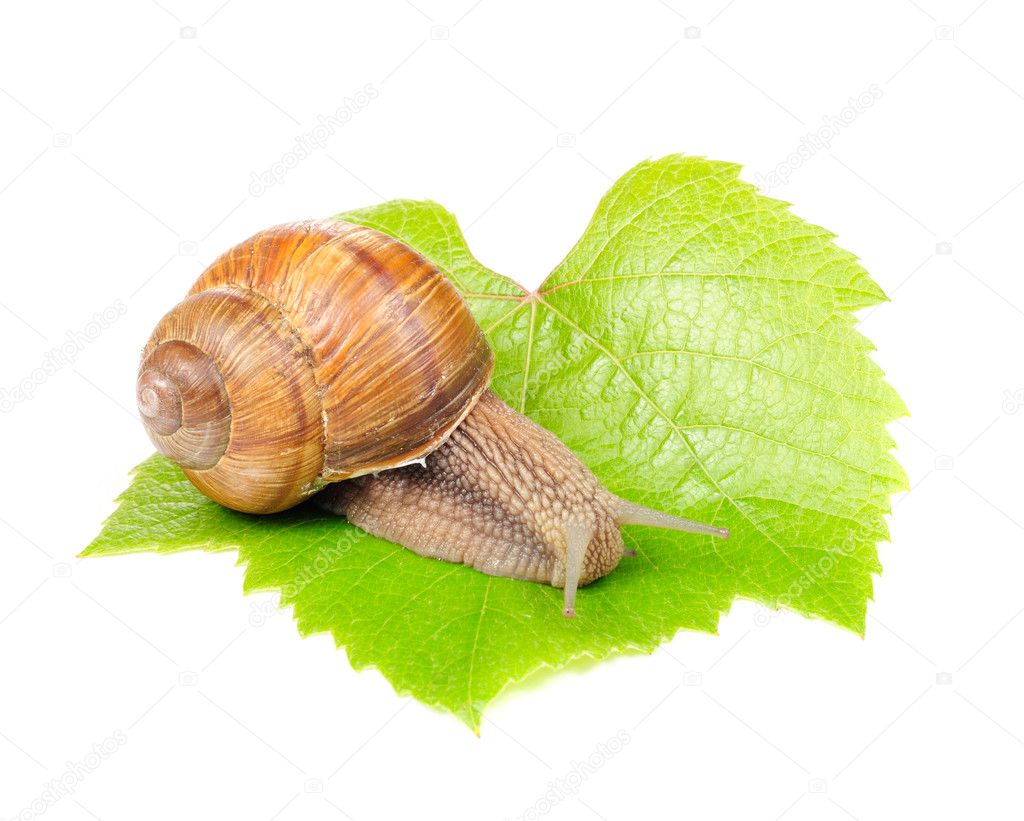 Roman (Edible) Snail on Grape Leaf
