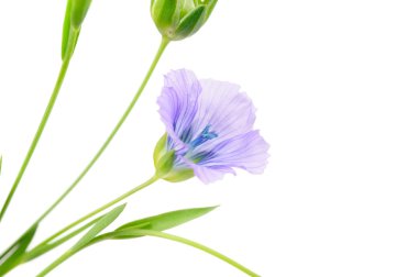 Blue Flax Flower on White Background clipart