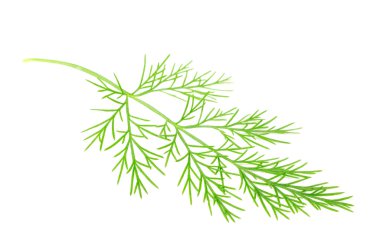 Green Southernwood (Artemisia Abrotanum) Branch clipart