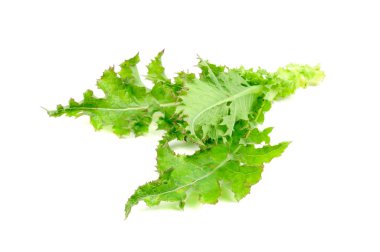 Sow Thistle Plant Isolated on White Background clipart