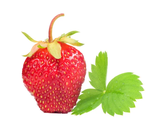 Strawberry with Green Leaf — Stock Photo, Image