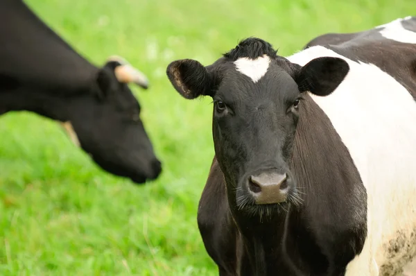 Koeien grazen op grasland — Stockfoto