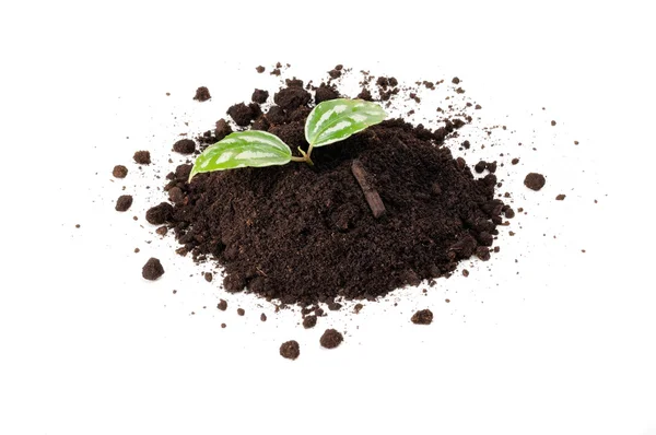 Зеленое растение в груде почвы — стоковое фото