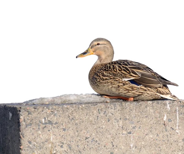 Beton dolgu üzerine yeşilbaş ördek — Stok fotoğraf