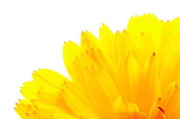 Narancssárga körömvirág (körömvirág) virágszirmok — Stock Fotó