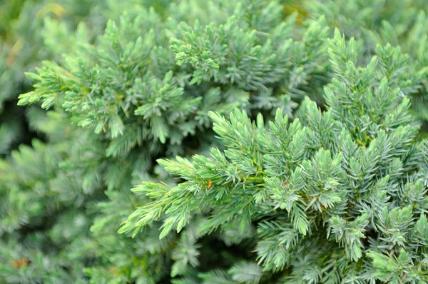 Evergreen Juniper Shrub — Stock Photo, Image