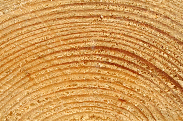 Ετήσιους δακτυλίους σε δέντρο διατομή — Φωτογραφία Αρχείου