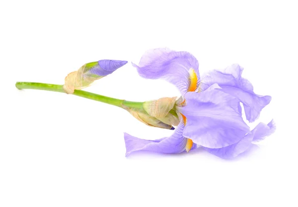 Krásná modrá vlajka květ (Iris) — Stock fotografie
