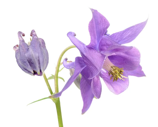Kwiat piękny purpurowy Orlik (delikatny) — Zdjęcie stockowe