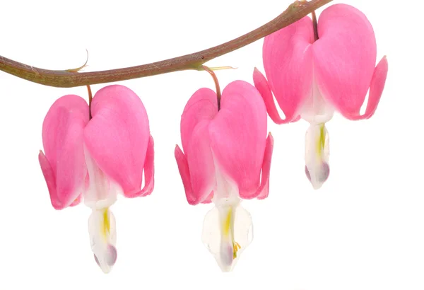 Coração sangramento rosa (Lamprocapnos Spectabilis) Flores — Fotografia de Stock