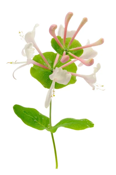 Flores de madreselva sobre fondo blanco — Foto de Stock
