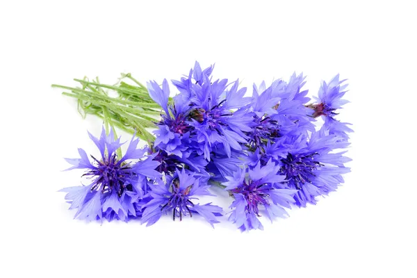 Букет з синіх квітів — стокове фото