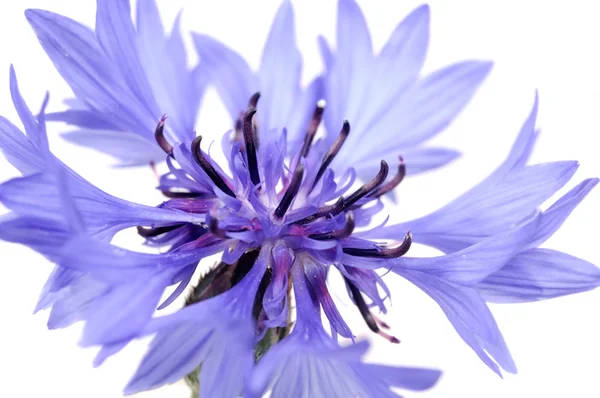 Blaue Kornblume in Großaufnahme — Stockfoto