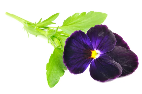 Paarse viooltje violet bloem — Stockfoto