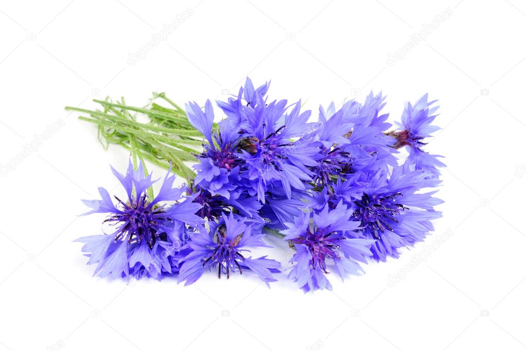 Bouquet of Blue Cornflowers
