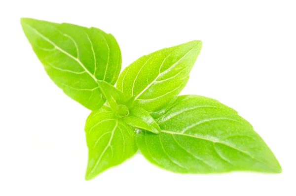 Green Basil Isolated on White Background — Stock Photo, Image