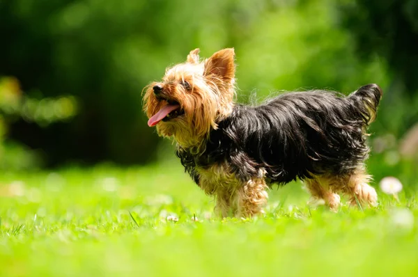 Yorkshire terrier pies jego język wystaje — Zdjęcie stockowe