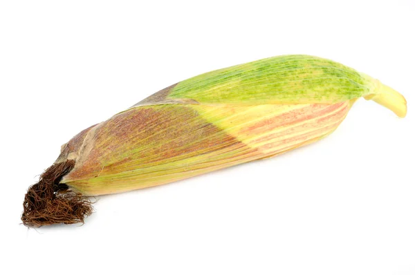 Beyaz arkaplanda izole edilmiş mısır — Stok fotoğraf