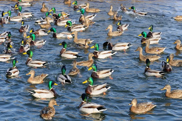 Stado krzyżówka kaczki i drakes pływanie w jeziorze — Zdjęcie stockowe