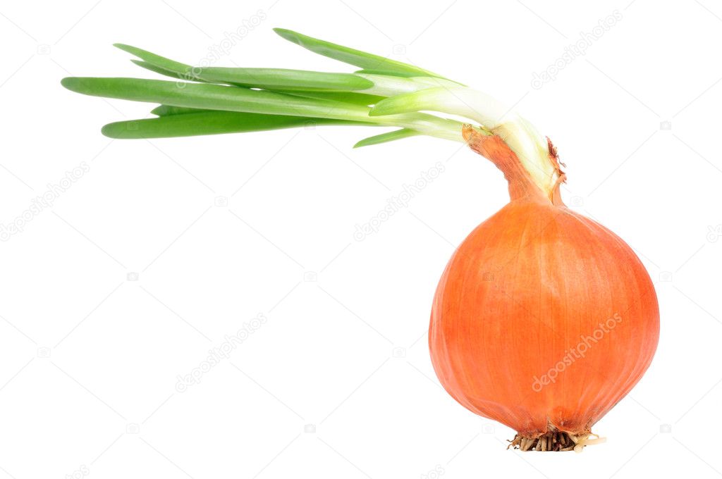 Sprouted Onion Bulb with Roots