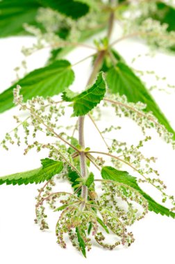 Stinging Nettle (Urtica Dioica) clipart