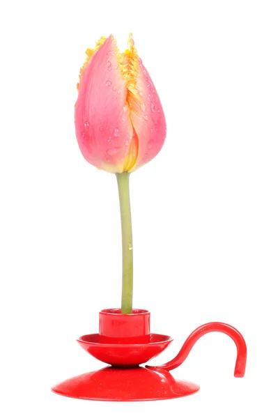 Цветок тюльпана в держателе свечи — стоковое фото