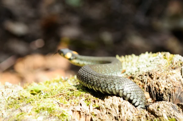 Vodní had (Natrix) procházení na mechový špalky dřeva — Stock fotografie