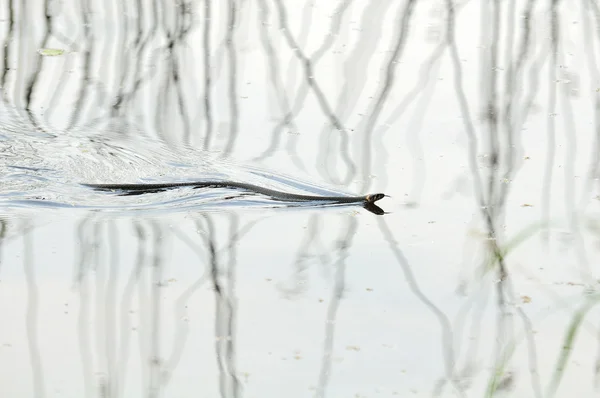 물에 물 뱀 (Natrix) 수영 — 스톡 사진