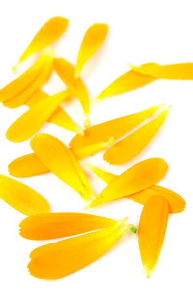 Calendula (Pot Marigold) Цветочные лепестки — стоковое фото