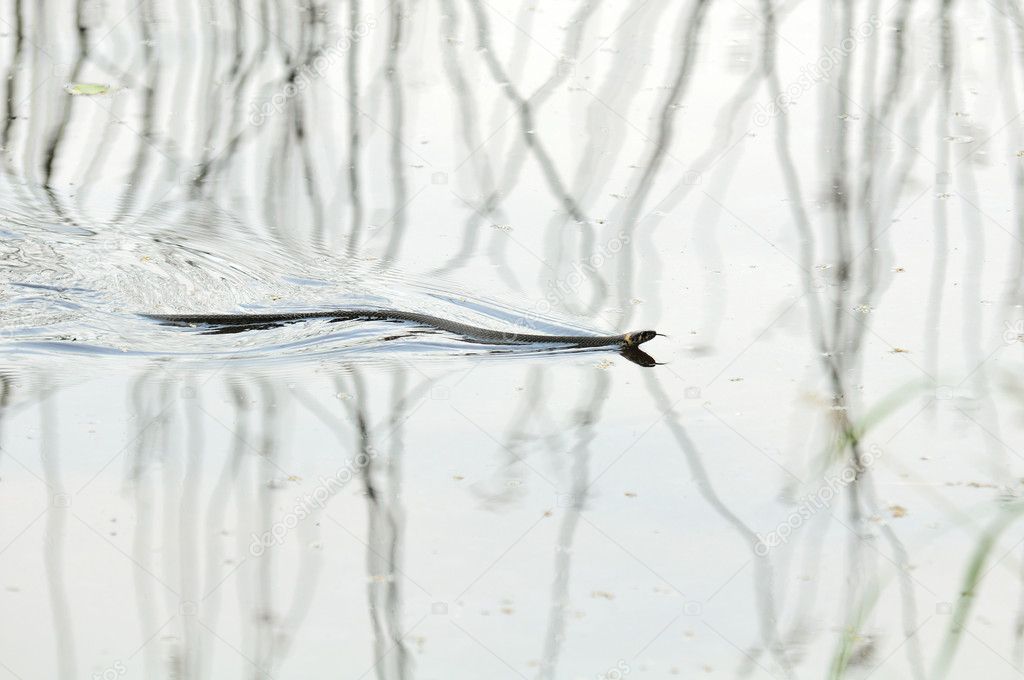 Water Snake (Natrix) Swimming on the Water