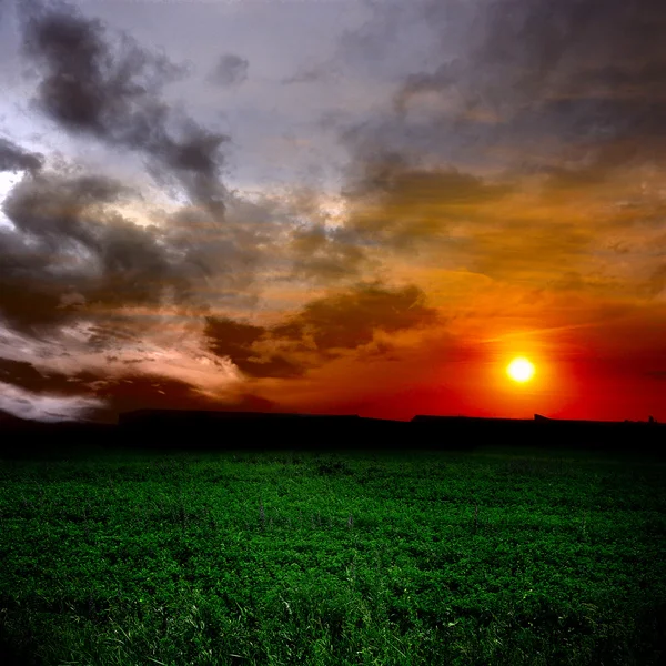 Gräsfält och solnedgång — Stockfoto