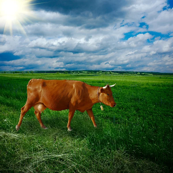 茶色の牛 — ストック写真
