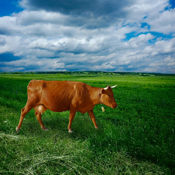 Hnědá kráva — Stock fotografie