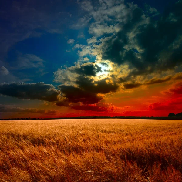 Sonnenuntergang und Feld aus gelbem Gras. — Stockfoto
