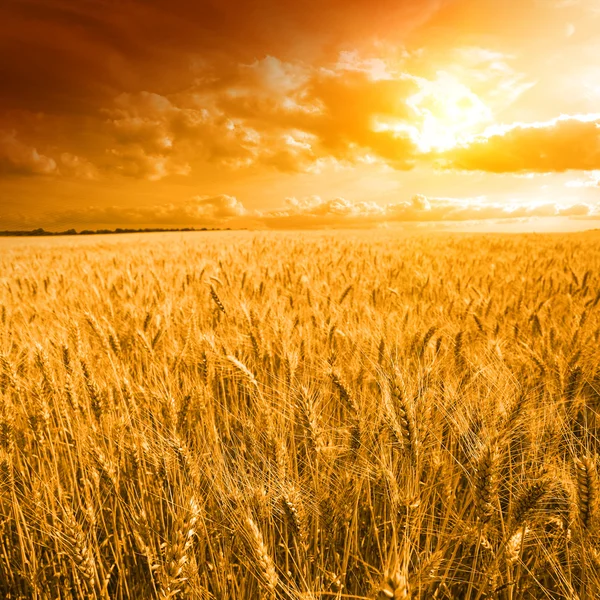 Yellow field with the yellow sky — Stock Photo, Image
