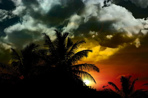 Ocean palms — Stok fotoğraf