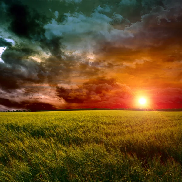 Zielone pole o zachodzie słońca — Zdjęcie stockowe