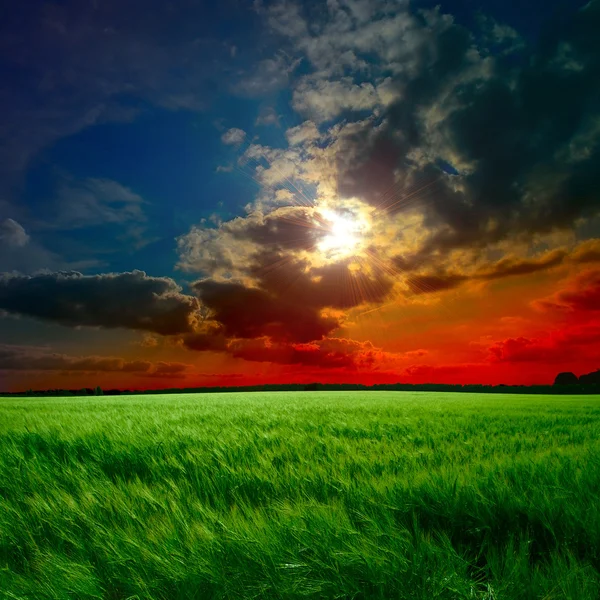 Field at the sunset — Stock Photo, Image
