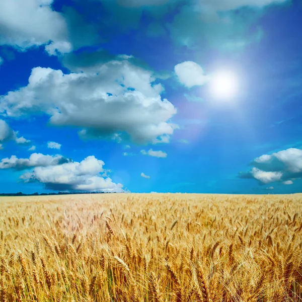 Gult fält med den blå himlen — Stockfoto