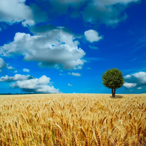 Geel veld met de blauwe hemel — Stockfoto