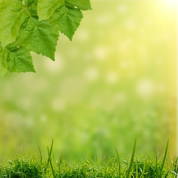 Słodki trawa zielony — Zdjęcie stockowe
