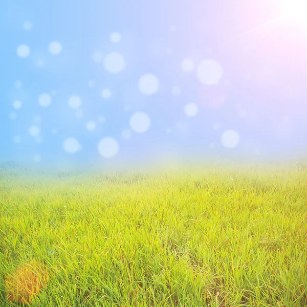 Groene zomer veld — Stockfoto