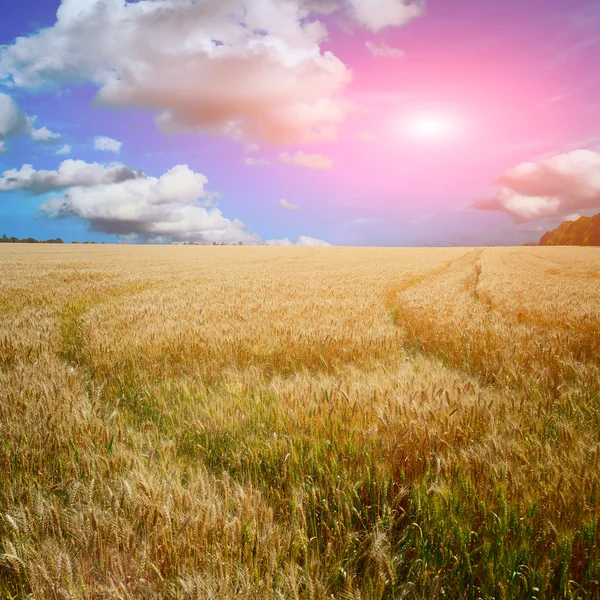 Geel veld met blauwe lucht — Stockfoto