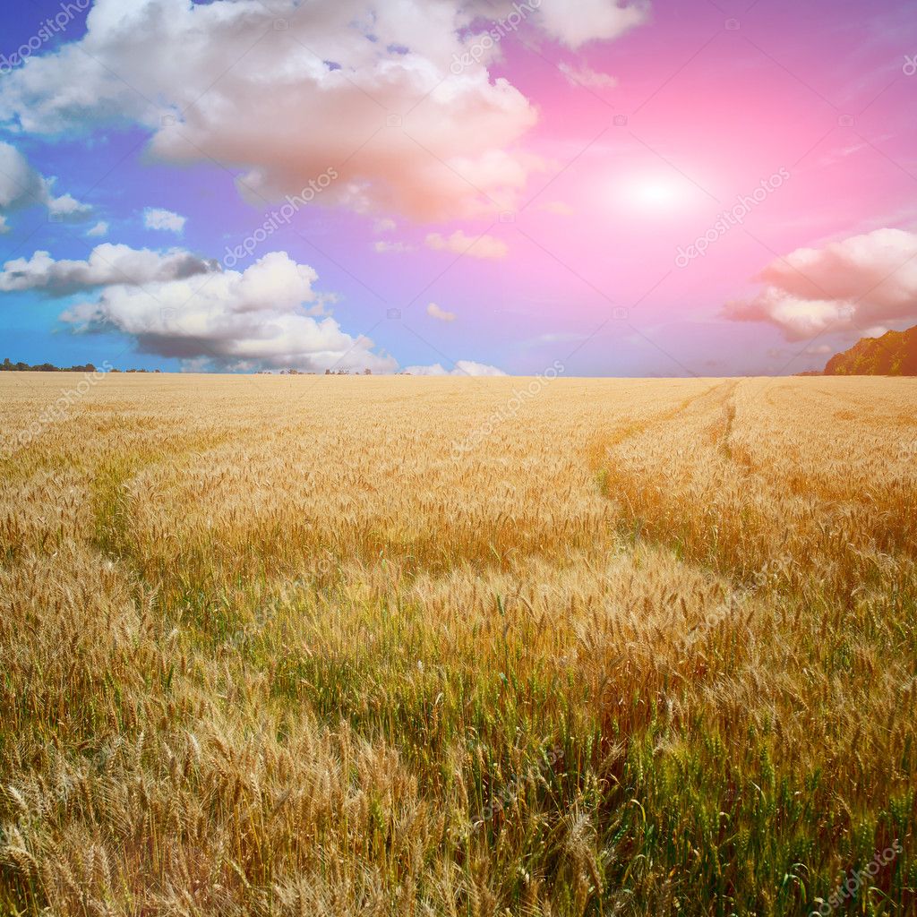 Yellow field with blue sky Stock Photo by ©jonson 11989693